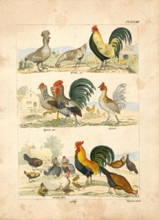 Gallus ferrugineus, Print, 1820-1863
University of Amsterdam