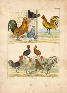 Gallus ferrugineus, Print, 1820-1863
University of Amsterdam