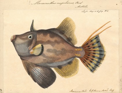Monacanthus megalurus, Print, 1700-1880
University of Amsterdam