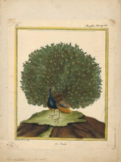 Pavo cristatus, Print, The Indian peafowl or blue peafowl (Pavo cristatus), a large and brightly