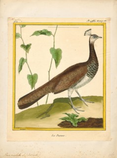 Pavo cristatus, Print, The Indian peafowl or blue peafowl (Pavo cristatus), a large and brightly