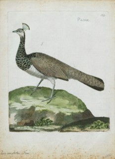 Pavo cristatus, Print, The Indian peafowl or blue peafowl (Pavo cristatus), a large and brightly