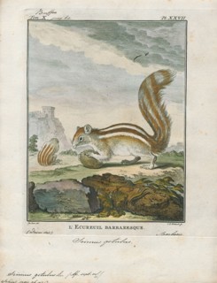 Sciurus getulus, Print, The genus Sciurus contains most of the common, bushy-tailed squirrels in