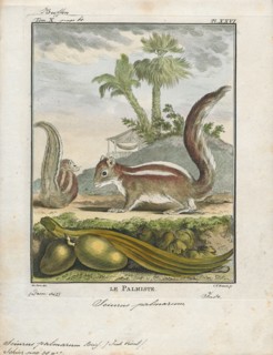 Sciurus palmarum, Print, The genus Sciurus contains most of the common, bushy-tailed squirrels in