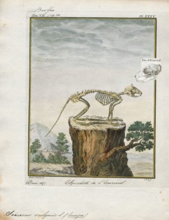 Sciurus vulgaris, Print, The red squirrel or Eurasian red squirrel (Sciurus vulgaris) is a species