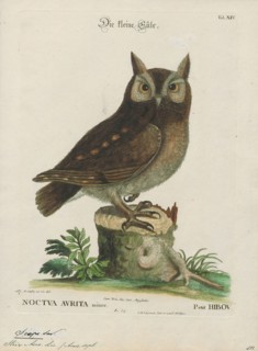 Scops asio, Print, Scop, A scop was a poet as represented in Old English poetry. The scop is the