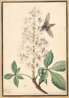 Blossom of a horse-chestnut and moth, watercolor and opaque colors, glued to light brown tinted