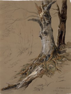 Tree Study (In Flesch), Sept. 20, 1824, pencil, quill, watercolor, cover color, leaf: 59.1 x 44.7