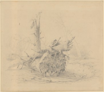 Uprooted and splintered fir trunks, pencil, leaf: 28 x 31.9 cm, unmarked, Johann Jakob (II.)