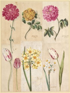 Red carnation, yellow moss-rose, red rose-rose, white-red speckled tulips, yellow daffodils and