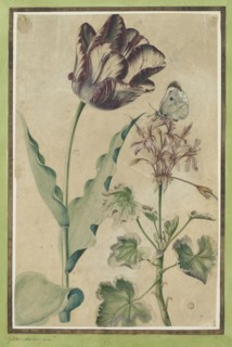 Garden tulip (white-violet flamed) with ladybug and flowering geranium with cabbage white,