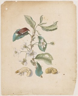 Black sweet cherry blossom., Cerasus nigra, dulcis, florens., (Cherry blossom with the stands of