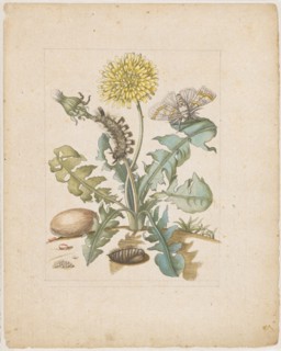 Taraxacon, ., Röhrleinskraut., (with Wollfussspinner), 1679, colored Umdruck, later by hand in