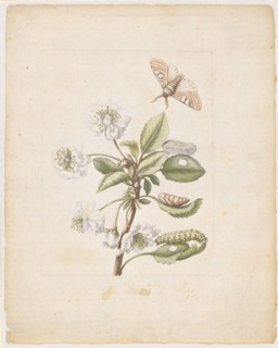 A white filled amarella blossom., Cerasa acida, rubra, flore pleno., (filled church with the stands