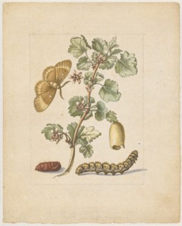 Big spanish gooseberry flower., Flos Grossulariae, satirae, spinosae., (with the female of the oak