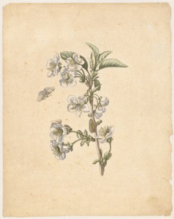A sour cherry., Cerasus austera, florens (with spinner), 1679, colored overprint, laminated, leaf: