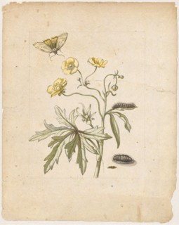 Wild Hanenfuss., Ranunculus pratensis., (with grass bear), 1679, Colored overprint, later hand