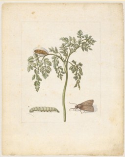 Körbel, herb., Cerefalium., (with vegetable owl), 1679, Colored overprint, later hand framed in
