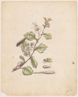 Bluender Hagdorn., Oxyacantha florens., (with swan), 1679, colored overprint, laminated, leaf: 21.8