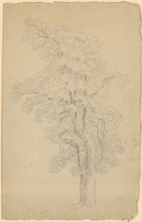 Deciduous tree with three main branches and high crown, pencil, leaf: 34.4 x 21.6 cm, not