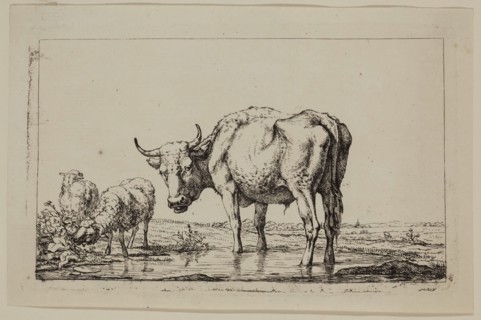 Jan, II Kobell, Dutch, 1778-1814, Standing Ox and Two Sheep, between 18th and 19th century, etching