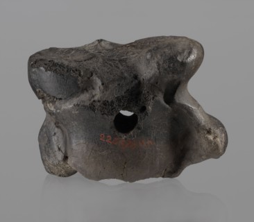 Cow astragal, Myrmekion Crimea, Crimea Ukraine, Hellenistic period, antiquity, bone condylo-talus