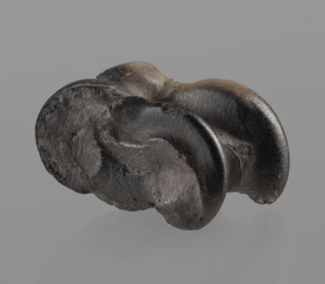 Cow astragal condylo-talus bone of a cow with a regular hole drilled in the center. Hellenistic