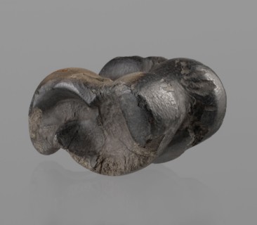 Cow astragal condylo-talus bone from a cow, with a regular hole drilled in the center. Hellenistic