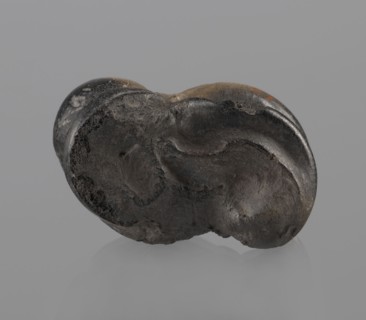 Cow astragal condylo-talus bone, with a regular hole drilled in the center., Myrmekion Crimea,