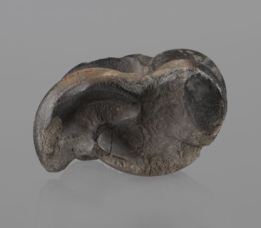Cow astragal condylo-talus bone from a cow, with a regular hole drilled in the center. Materials: