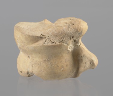 Astragalus of a cow, Myrmekion Crimea, Hellenistic period, astragalus condylo-talus bone of a cow,