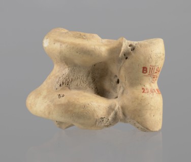 Astragalus condylo-talus bone of a cow, Myrmekion Crimea, Hellenistic period 323–30 BC, astragalus