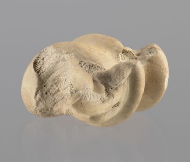 Astragalus of a cow, Myrmekion Crimea, Hellenistic period 323–30 BC, astragalus condylo-talus bone