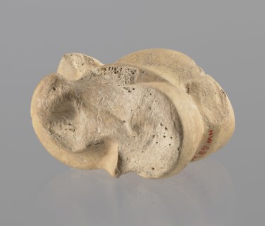 Astragalus of a cow, Myrmekion Crimea, Hellenistic period, astragalus condylo-talus bone of a cow,