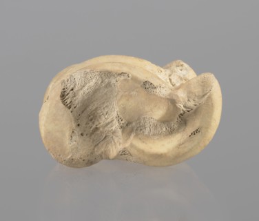 Astragalus of a cow, Myrmekion Crimea, Hellenistic period, astragalus condylo-talus bone of a cow,