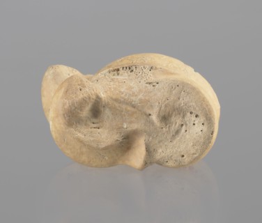 Astragalus of a cow, Myrmekion Crimea, Hellenistic period, astragalus condylo-talus bone of a cow,