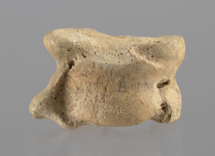 Cow astragal, Myrmekion Crimea, Hellenistic period, antiquity, bones, cow astragal condylo-talus