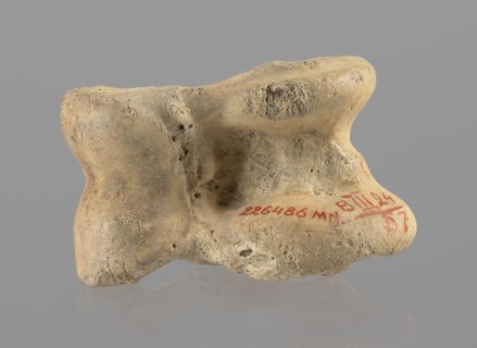 Cow astragal, Myrmekion Crimea, Hellenistic period, antiquity, bones, cow astragal condylo-talus