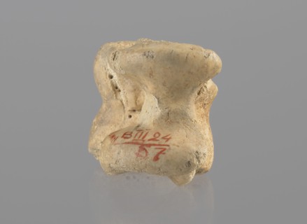 Cow astragal, Myrmekion Crimea, Crimea Ukraine, Hellenistic period, antiquity, bones, cow astragal