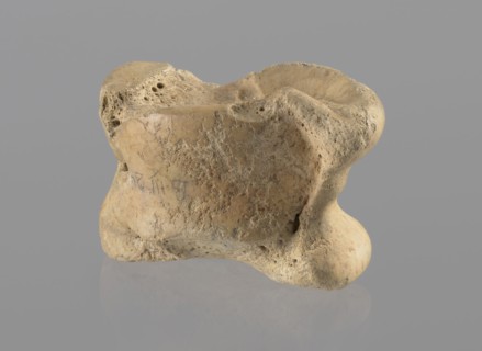 Cow astragal, Myrmekion Crimea, Hellenistic period, antiquity, bone condylo-talus of a cow, 332–30