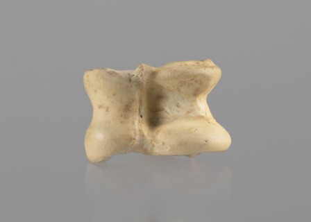 Goat astragal, Myrmekion Crimea, astragal goat condylo-talus bone, Crimea Ukraine, bones,