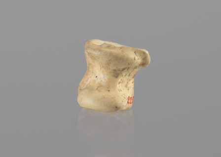 Goat astragal, Myrmekion Crimea; astragal condylo-talus bone from goat; bones; antiquity; 332–30