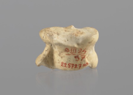 Goat astragal, Myrmekion Crimea, astragal condylo-talus bone, bones, antiquity, goat astragal,