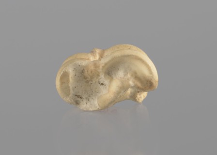 Goat astragal, Myrmekion Crimea, astragal condylo-talus bone, bones, antiquity; Polish excavations