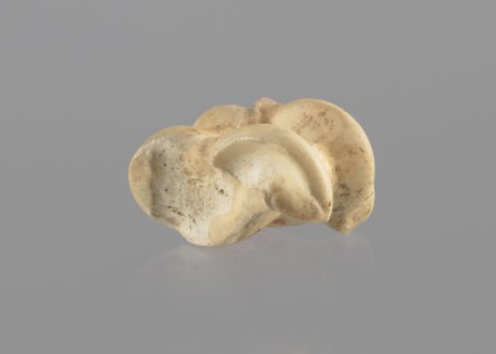 Goat astragal, Myrmekion Crimea, astragal condylo-talus bone, bones, antiquity, Polish excavations