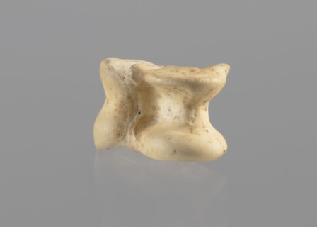 Goat astragal, Myrmekion Crimea, astragal condylo-talus bone from a goat, bones, antiquity; 332–30
