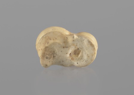 Goat astragal, Myrmekion Crimea, astragal goat condylo-talus bone, Crimea Ukraine, bones,