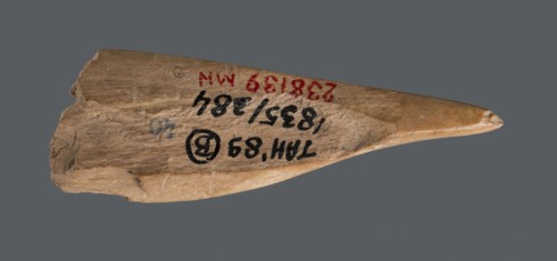 Awl, Tools; awl made from a cut triangular, flat fragment of animal bone. The elongated, sharpened