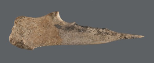 Awl, An awl made of unworked animal bone with a sharpened end used for piercing materials fabrics