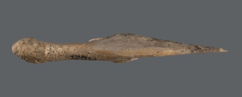 Awl, An awl made of unworked animal bone with a sharpened end used for piercing materials fabrics